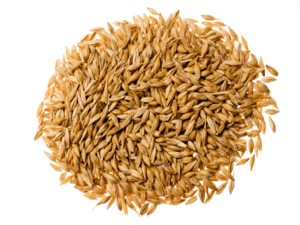 Barley