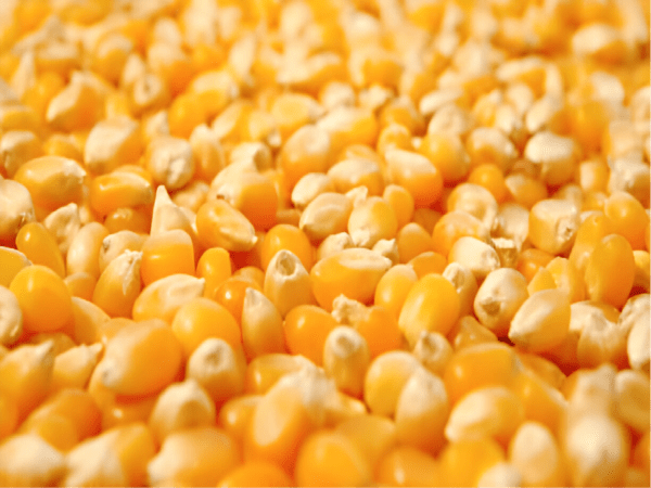 Corn