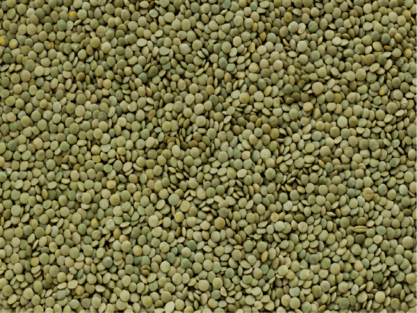 Green Lentils