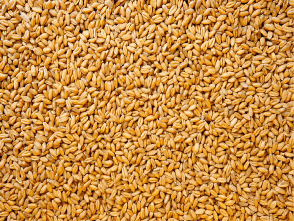 Wheat